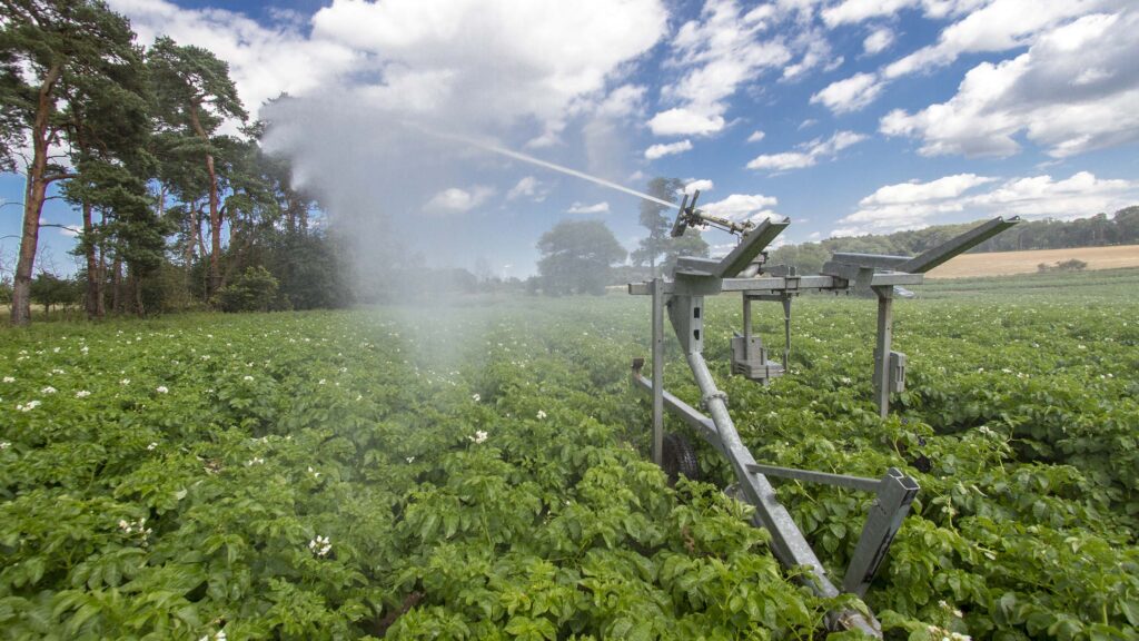 UK potato growers challenged by low prices and crop concerns