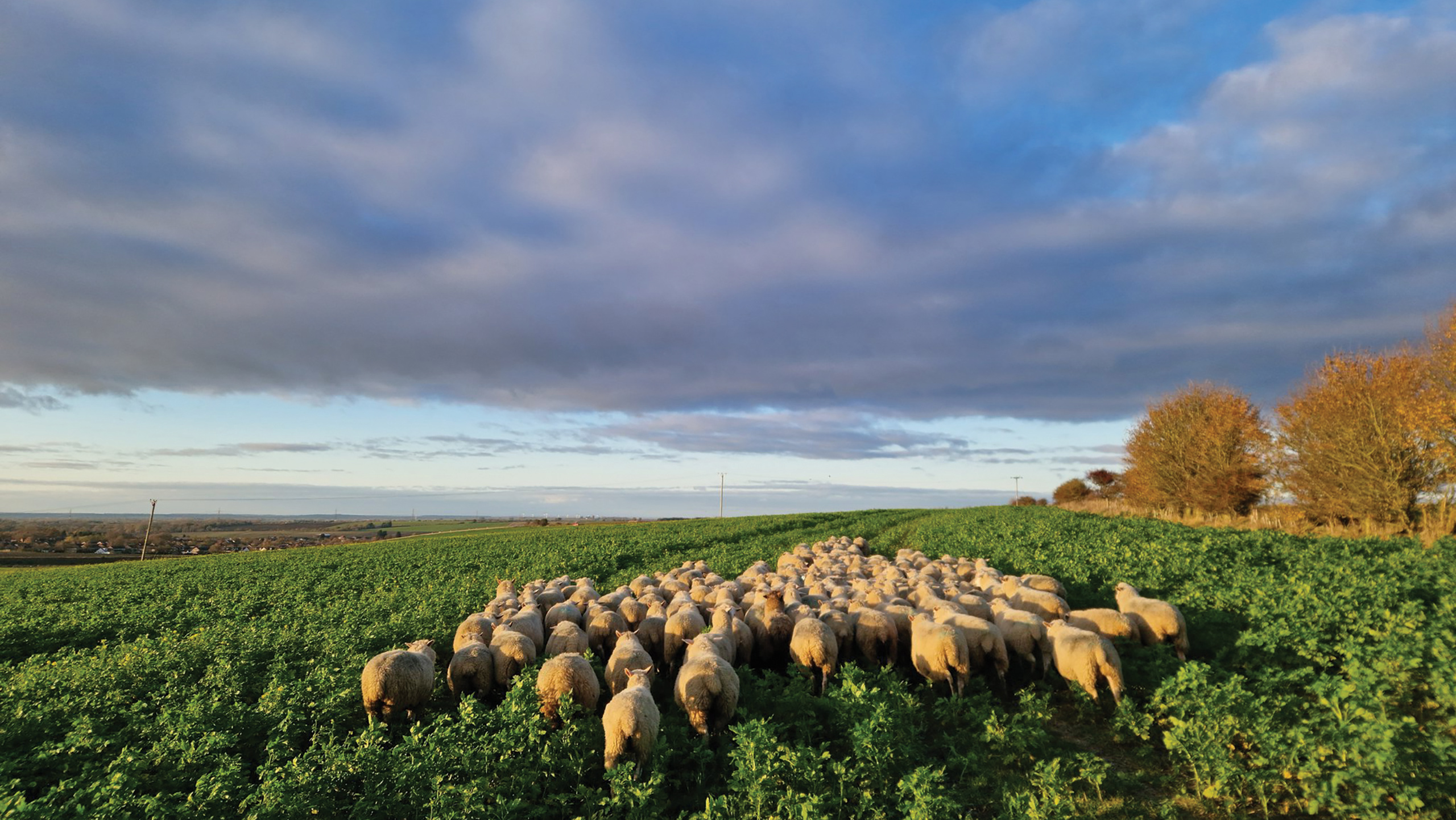The Hodgkins' sheep flock