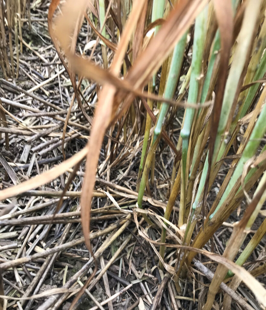 Stem base browning under no tillage