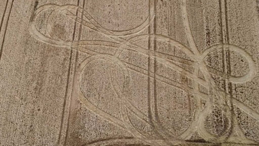 winter wheat crop damaged by joyriders
