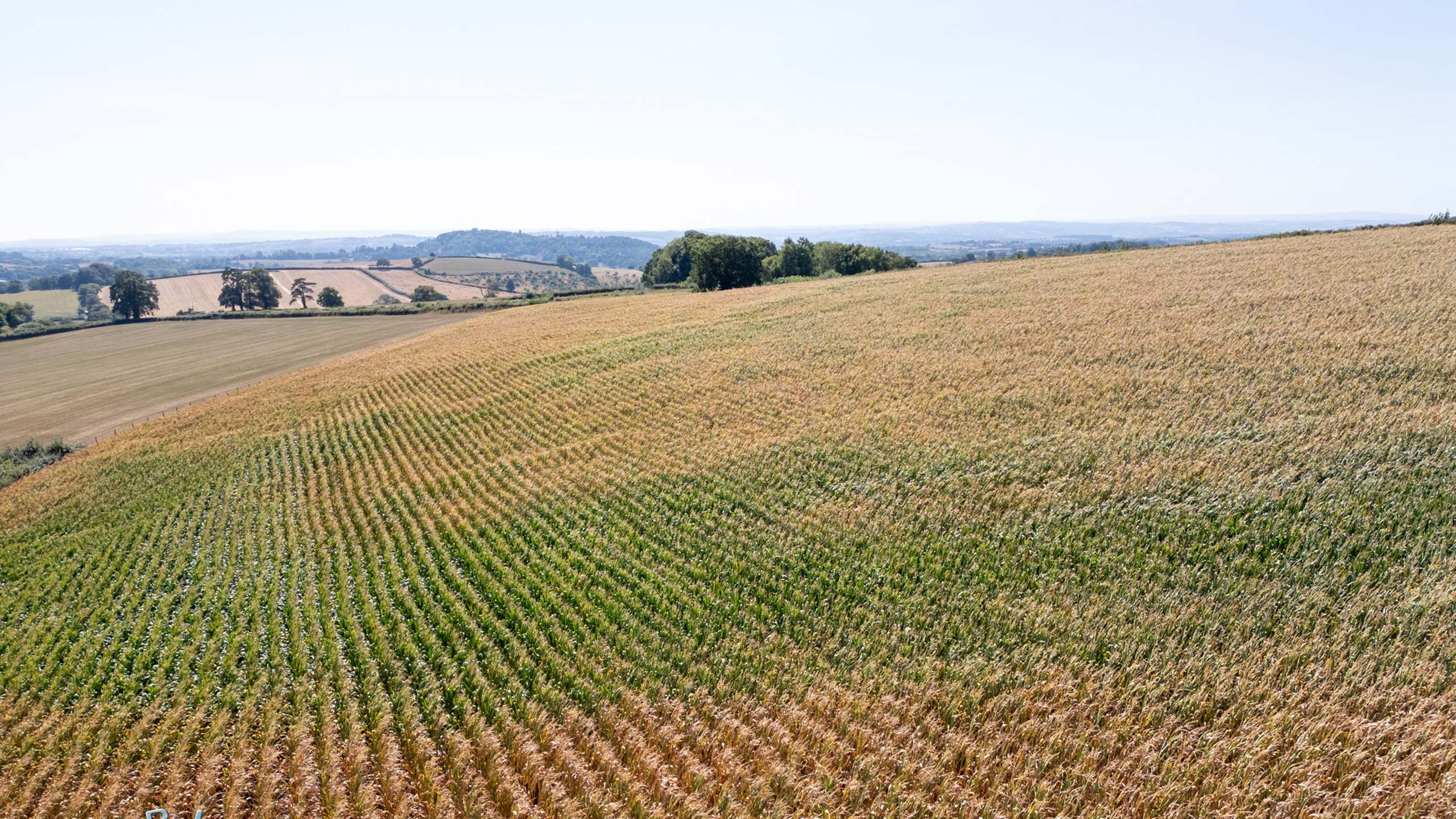 Ground view of green and brown maize crop