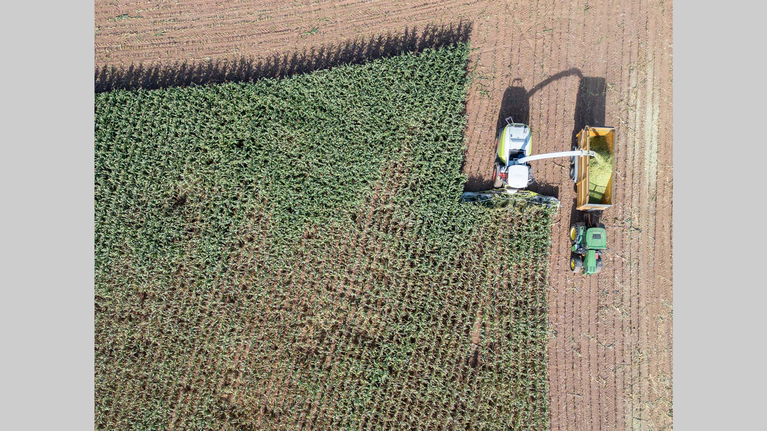 Drone shot of combine cutting maize