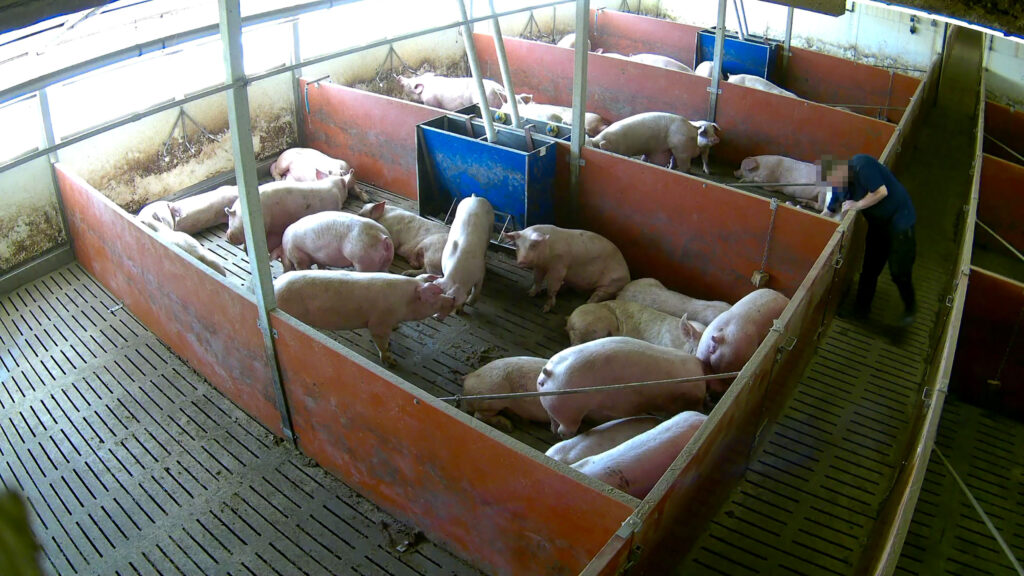 Pigs on Somersby Top Farm with worker allegedly caught punching a pig on camera