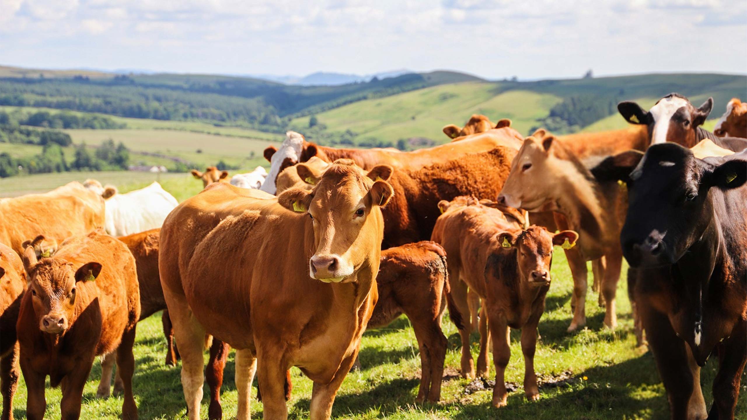 Beef cows on a Welsh hillside