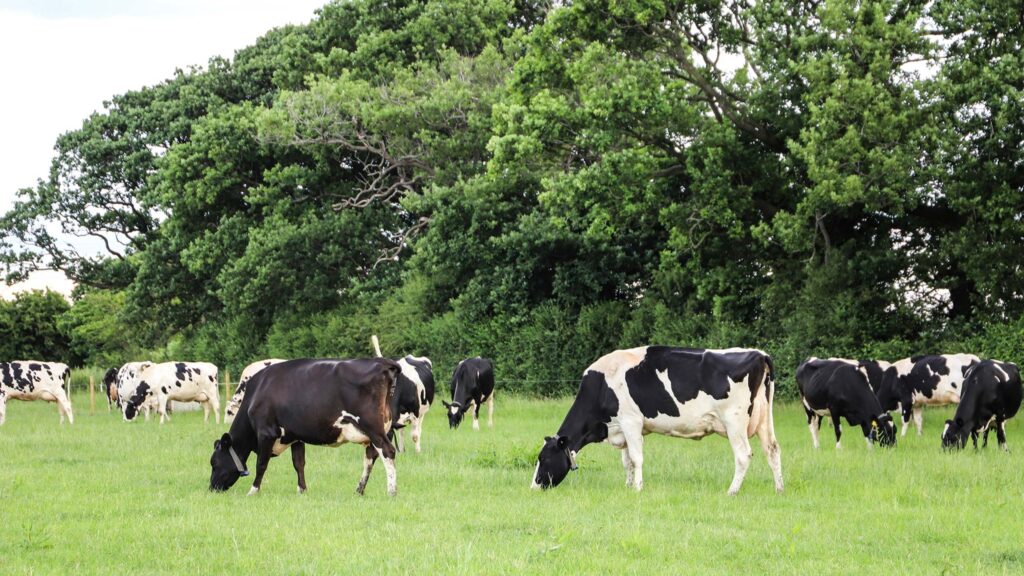 Rhys Davies' dairy herd at Moor Farm near Holywell © Mentera