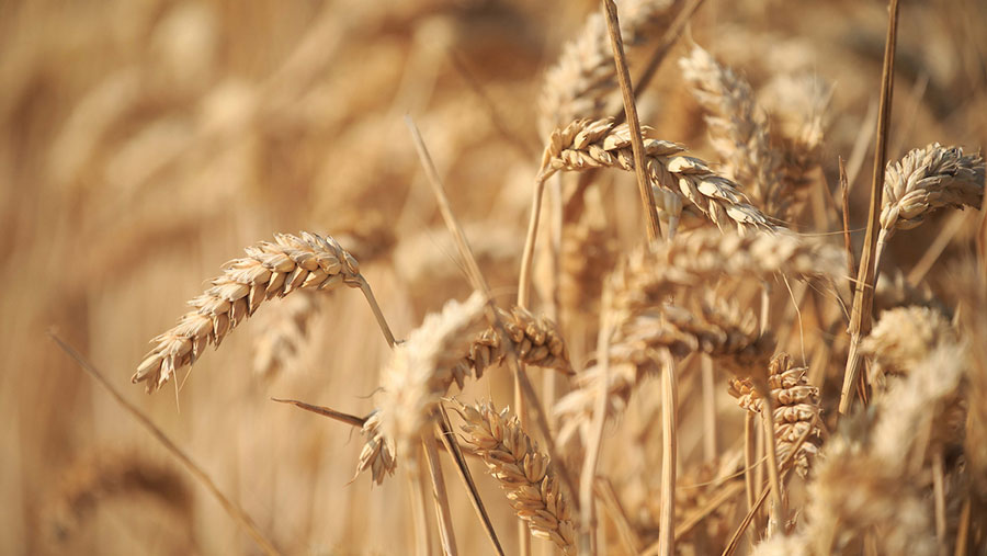 Close up of wheat