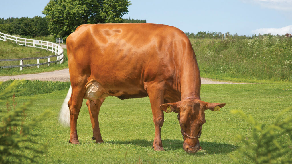 Dairy cow in a field
