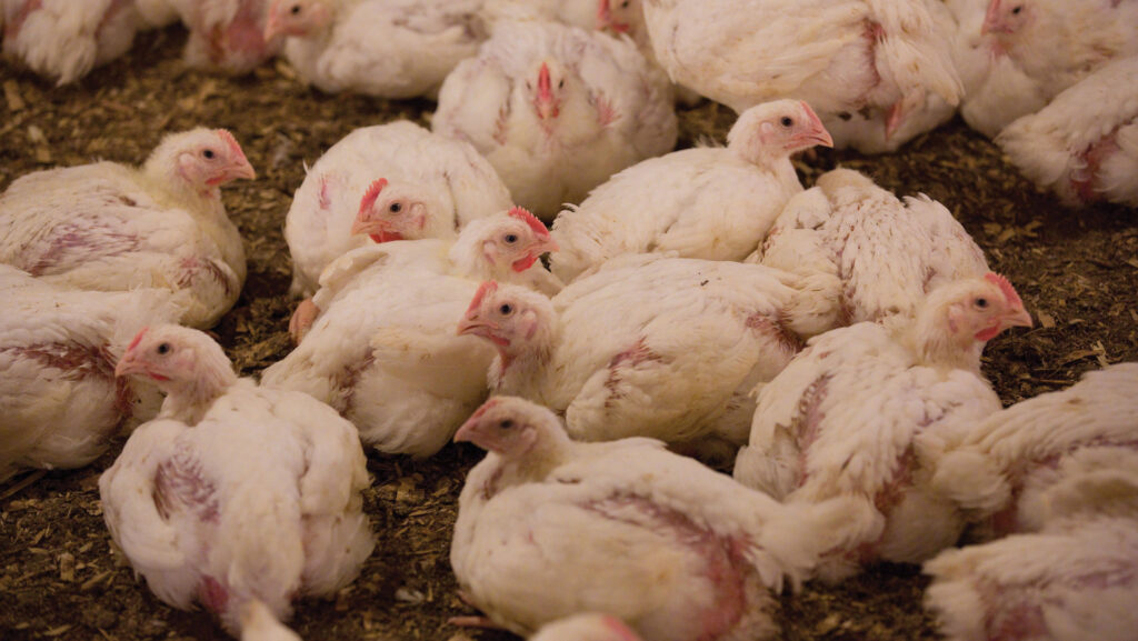 broiler chickens