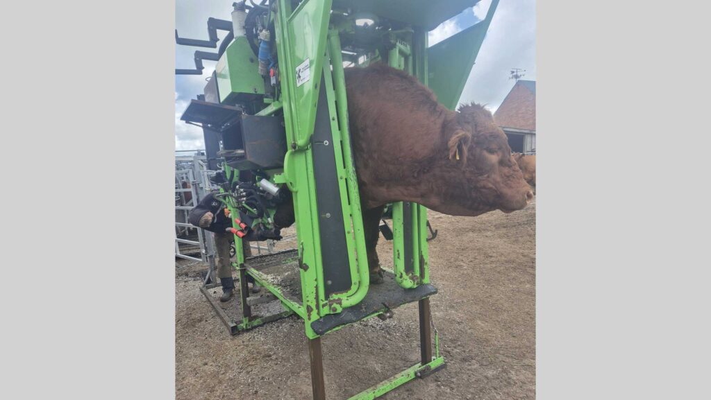 bull being foot trimmed