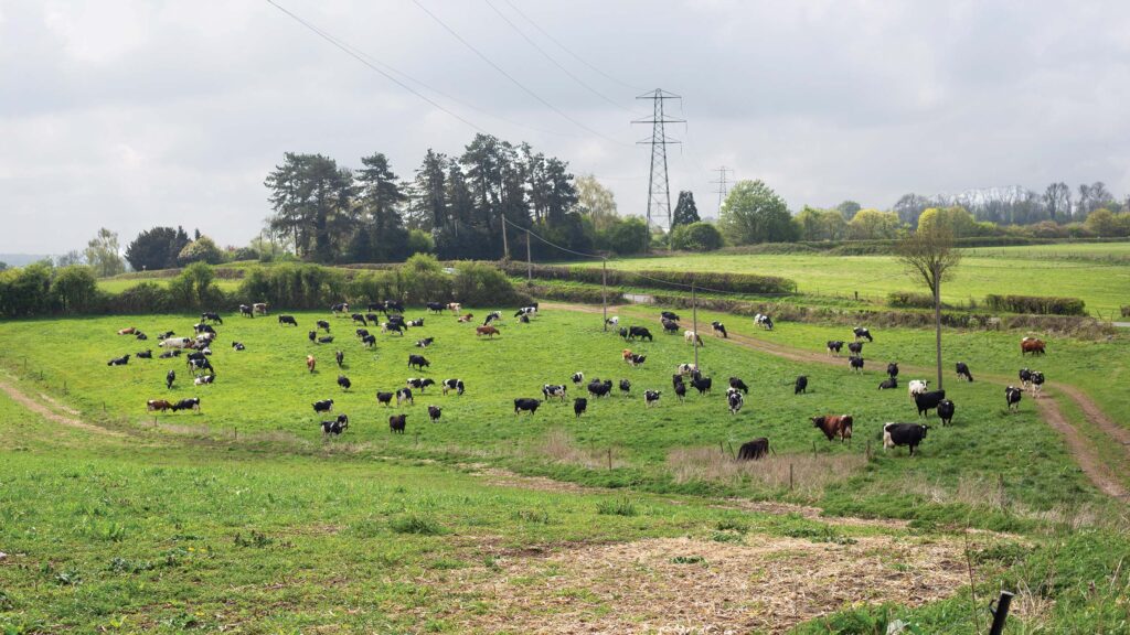 Dairy herd in a field