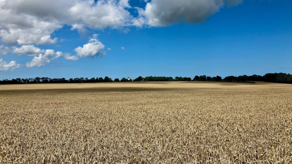 wheat field