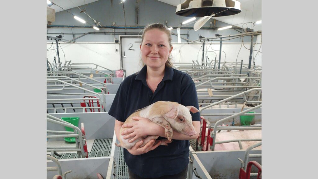 Farm worker holding a piglet in a shed