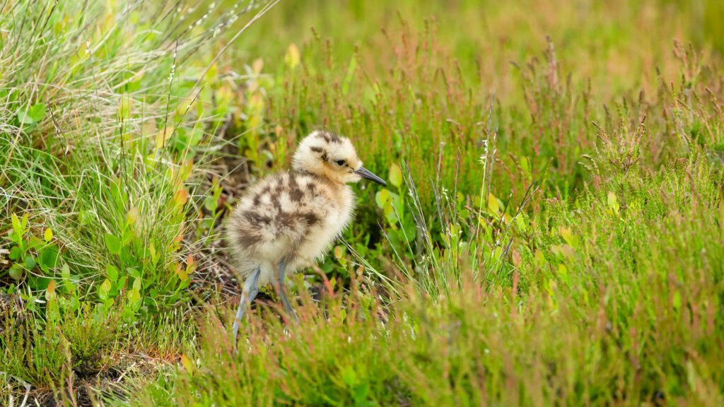 AI monitoring technology helps protect curlew in Wales