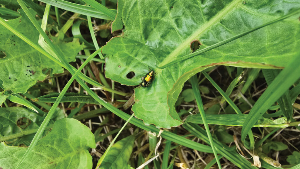 Dock beetle on leaf