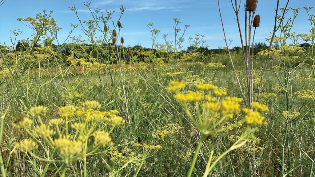 wildflowers in field