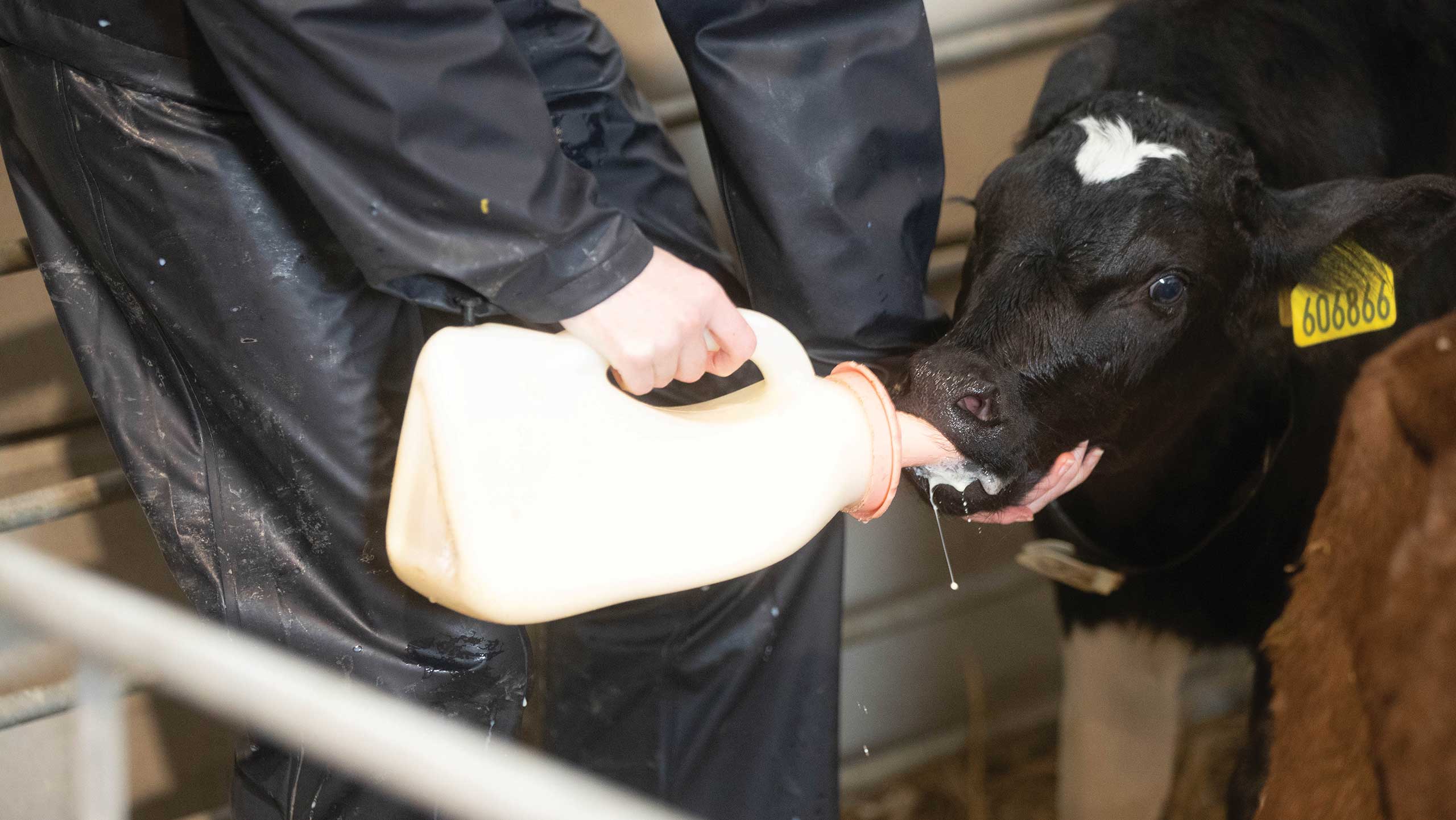 dairy calf being given colostrum