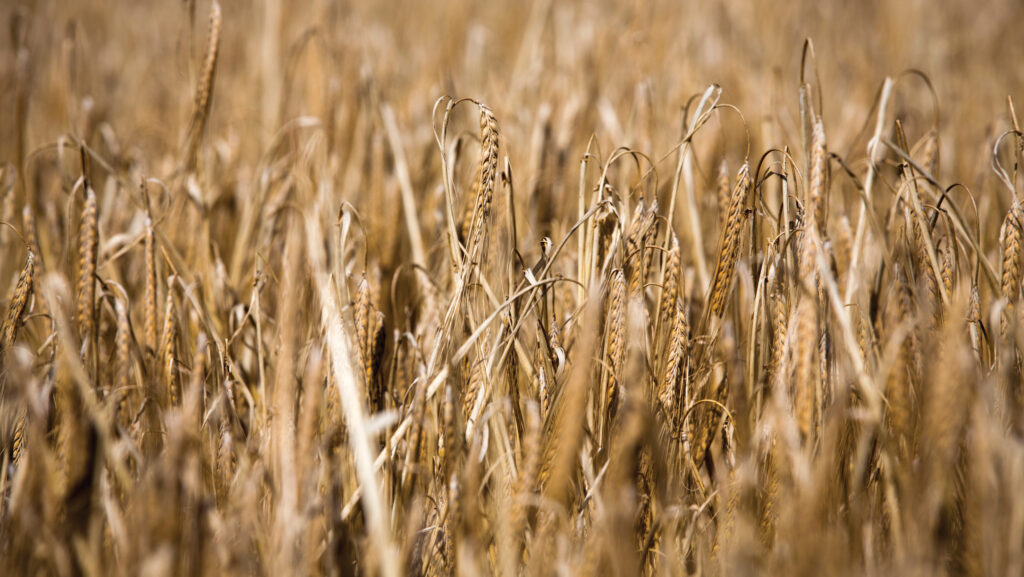 Maris otter winter barley