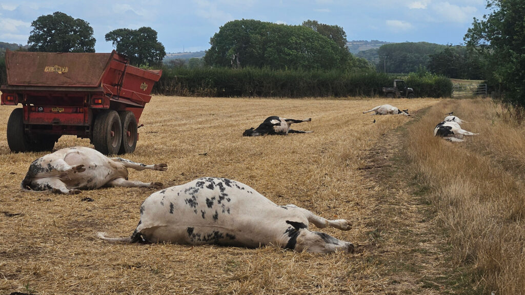 Hemlock poisoning of dead cattle