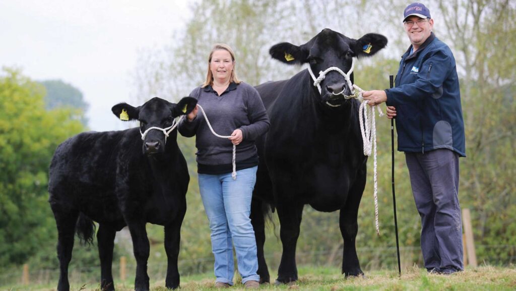 Kirsten and Paul Westaway and cattle