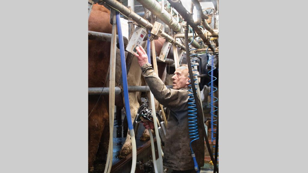 Herdsman Les Standing in milking parlour