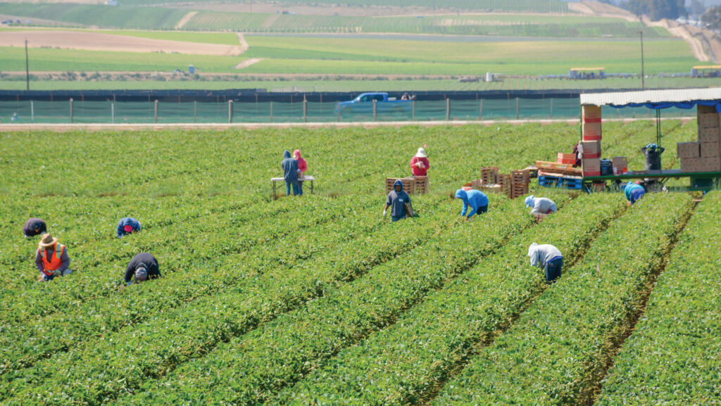 Mexican immigrant farmworkers in California