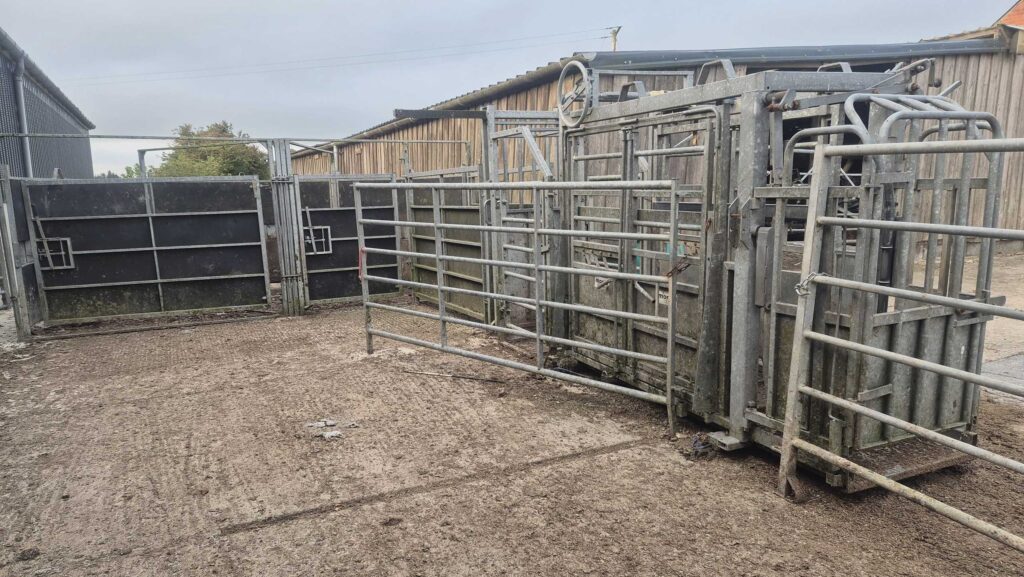 new concrete around cattle handling facilities