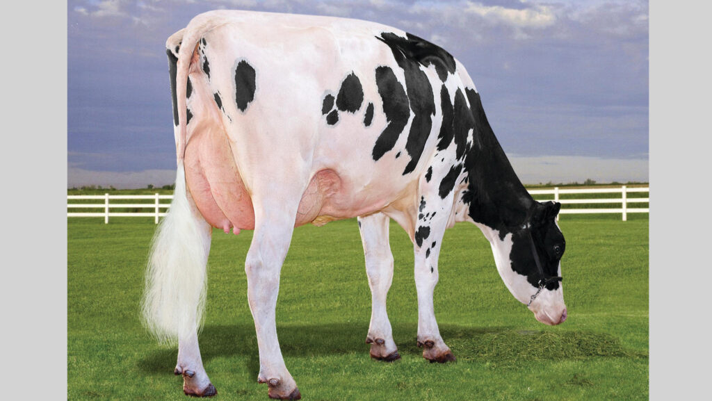 Posed photo of a dairy cow