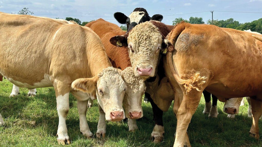 Park Farm Hereford bull