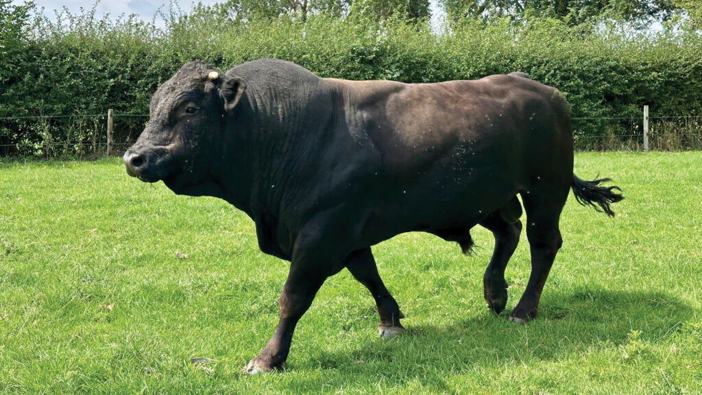 Black Limousin bull at Park Farm