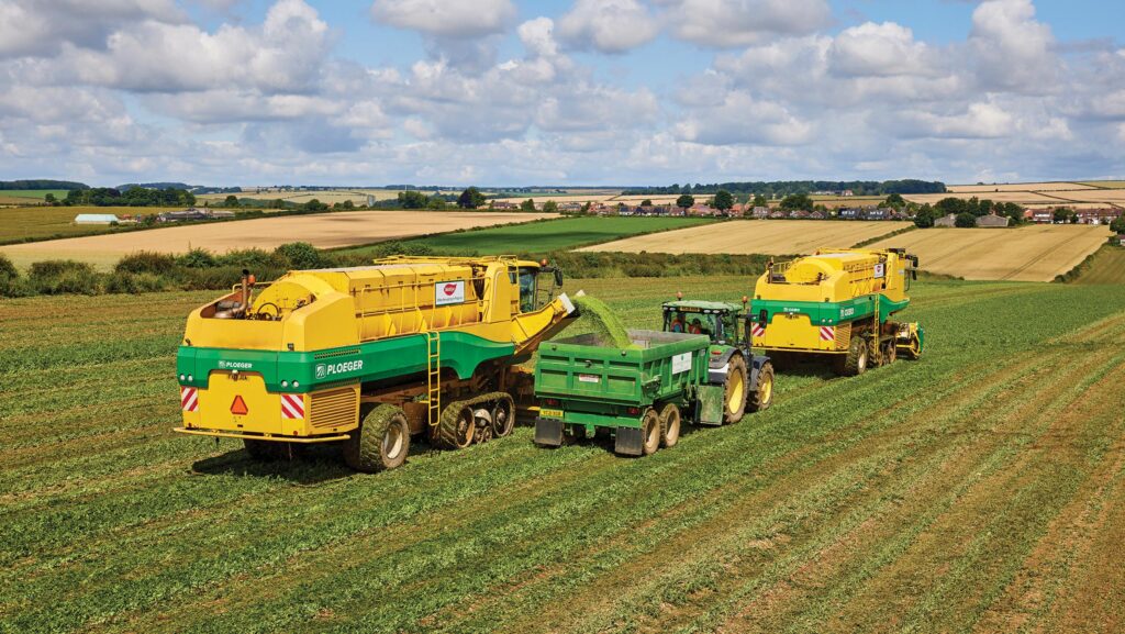 Harvesting peas