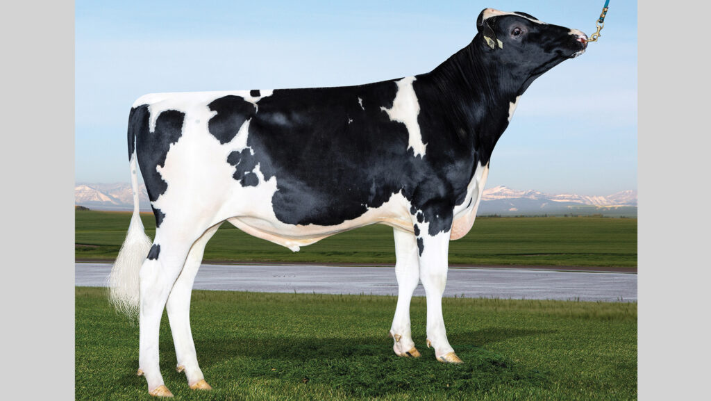 Posed photo of Holstein bull