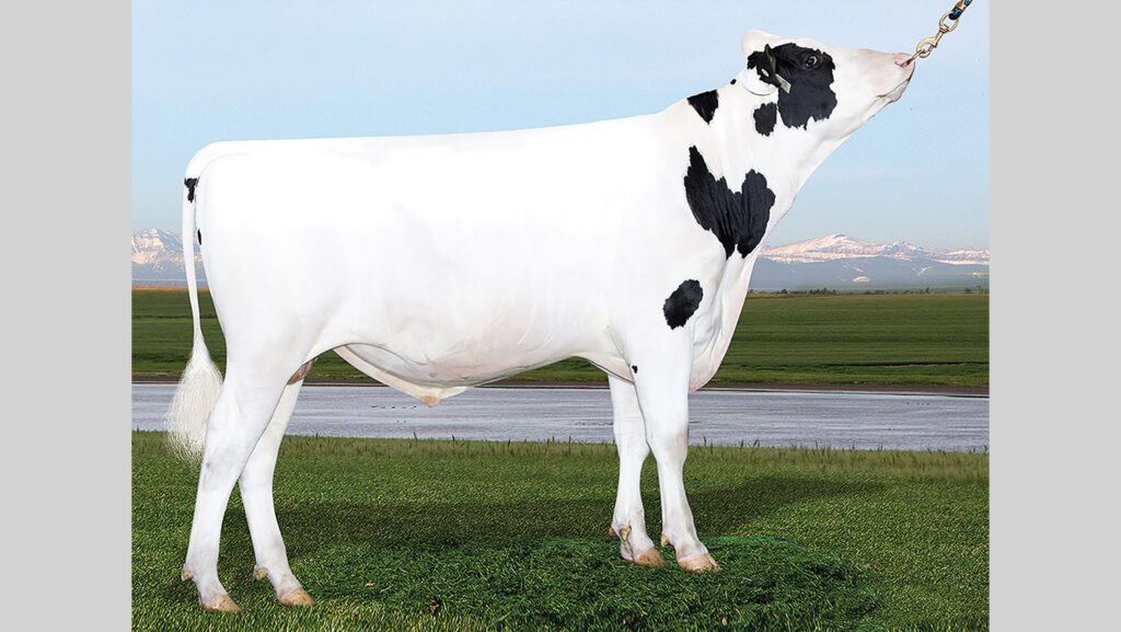 Posed photo of a bull
