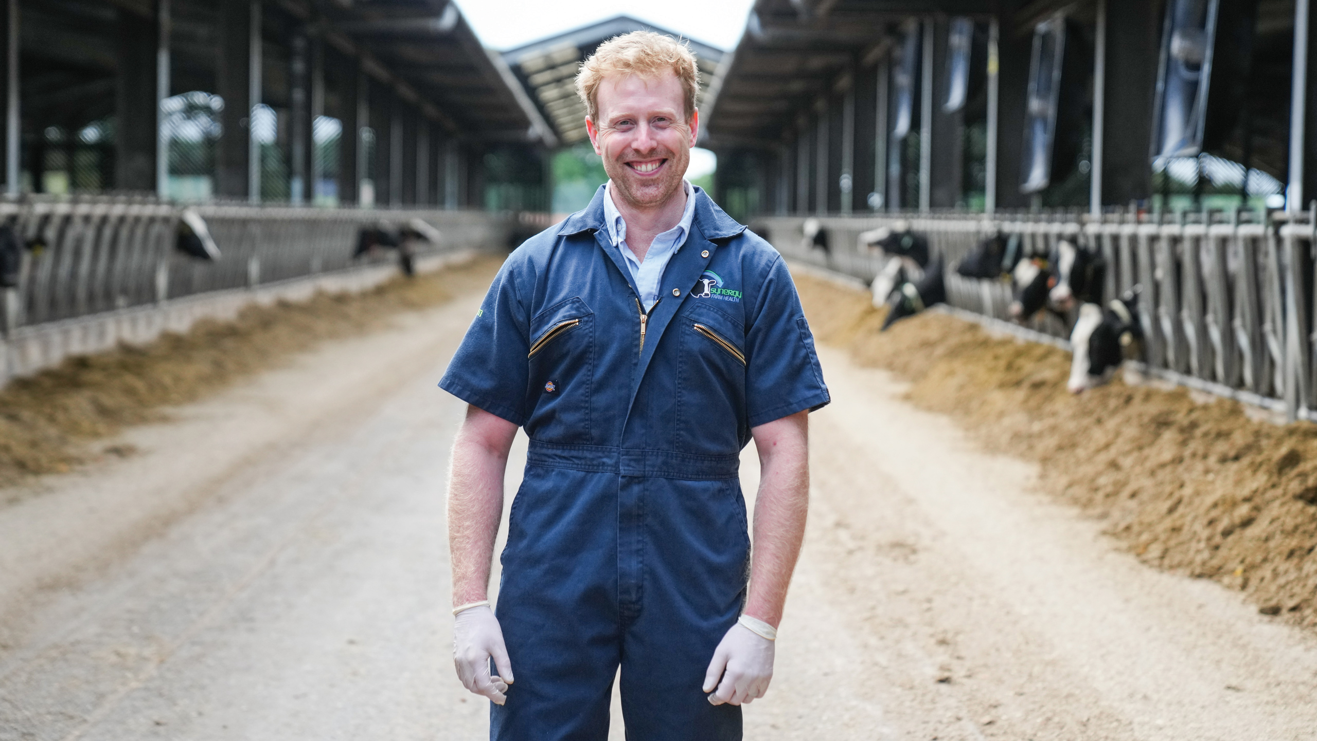 Vet standing in a farmyard with feeding dairy cows