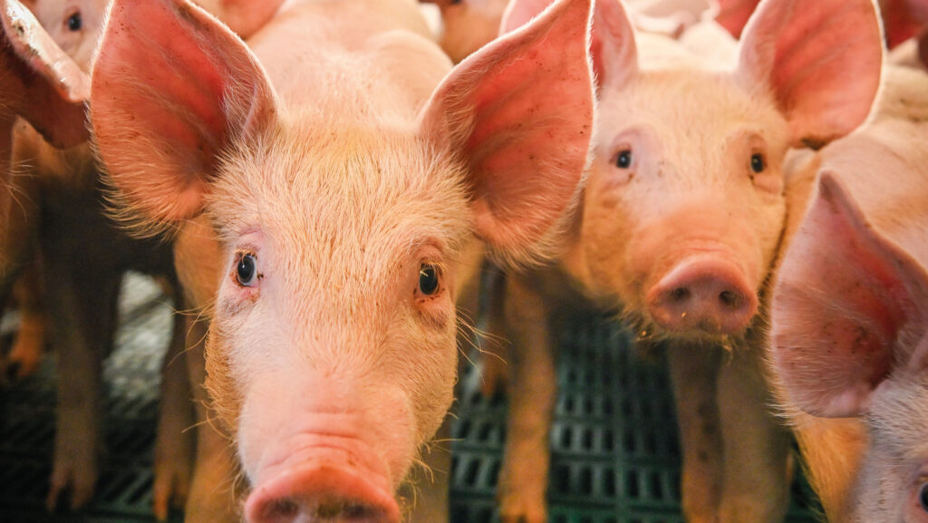 Piglets