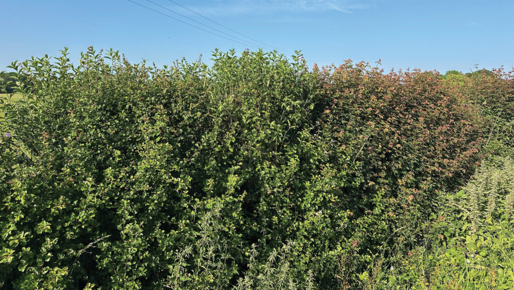 Thick, healthy hedge after coppicing