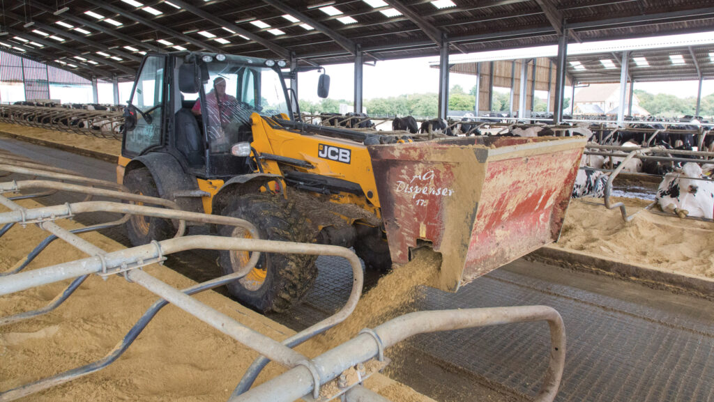Putting sand into dairy cubicles