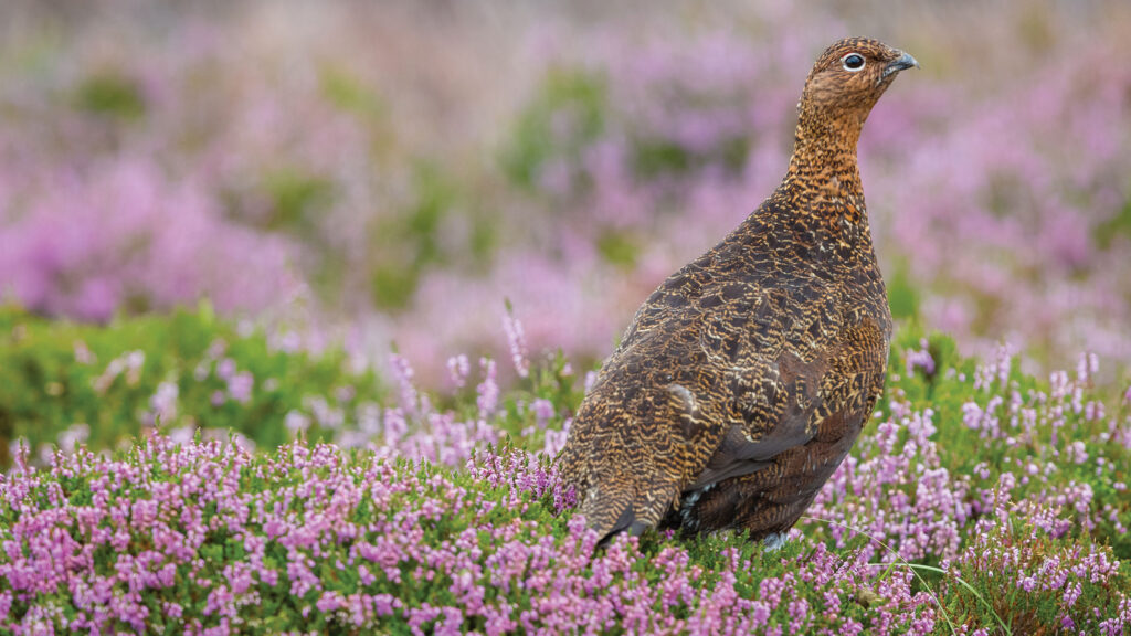 Red Grouse