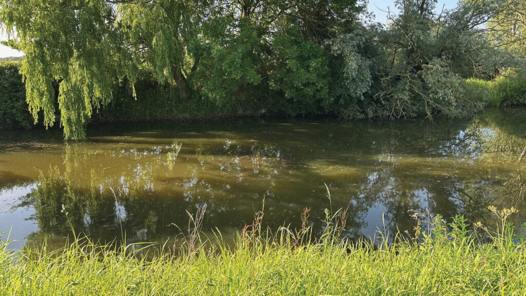 Farm pond surrounded by trees