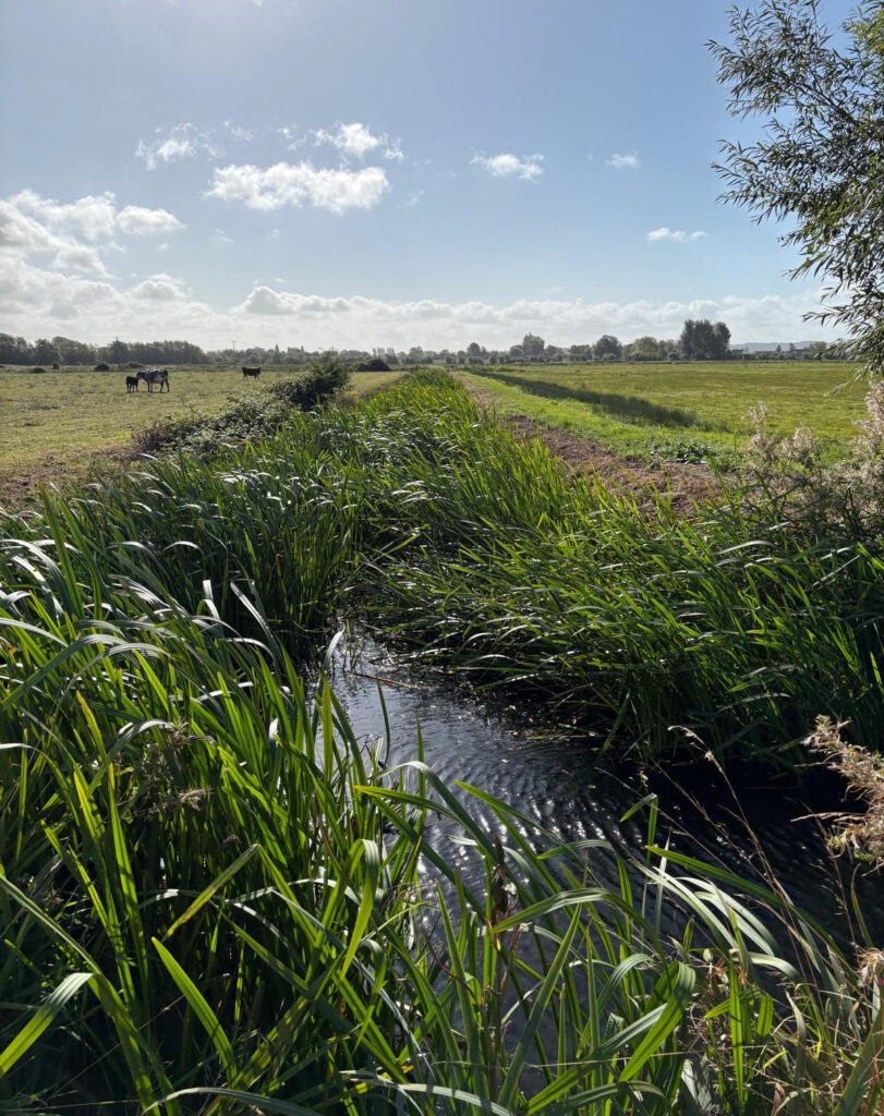 Weeded up watercourse