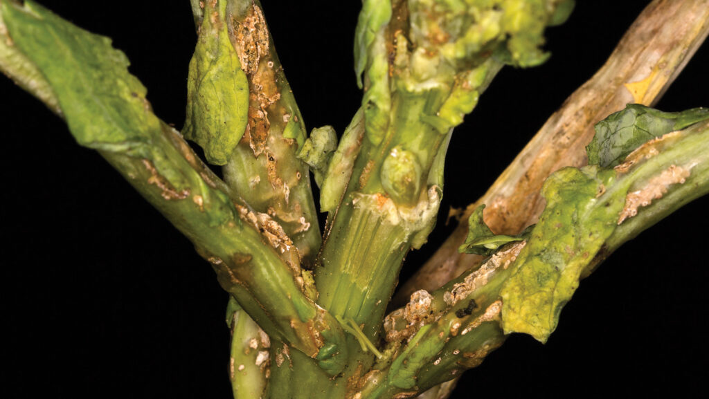OSR plant with severe pest damage