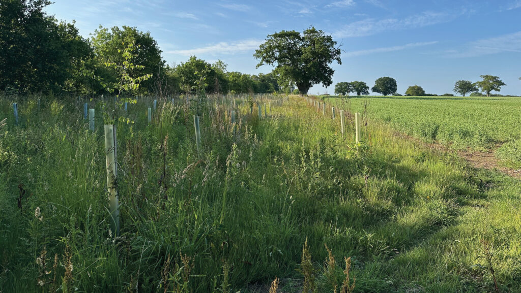 Newly planted trees near mature woodland
