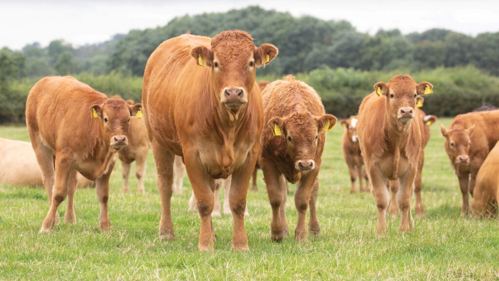 suckler cows and calves