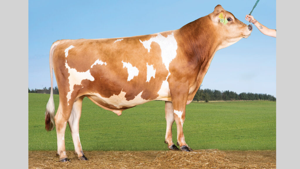 Posed photo of a Jersey bull
