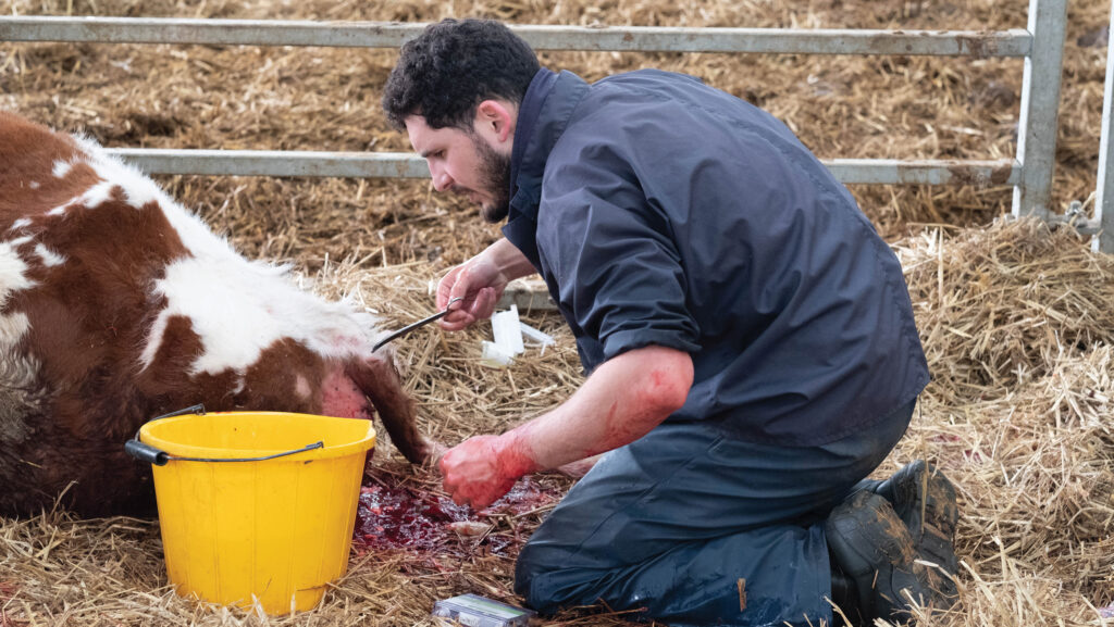 vet treating dairy cow