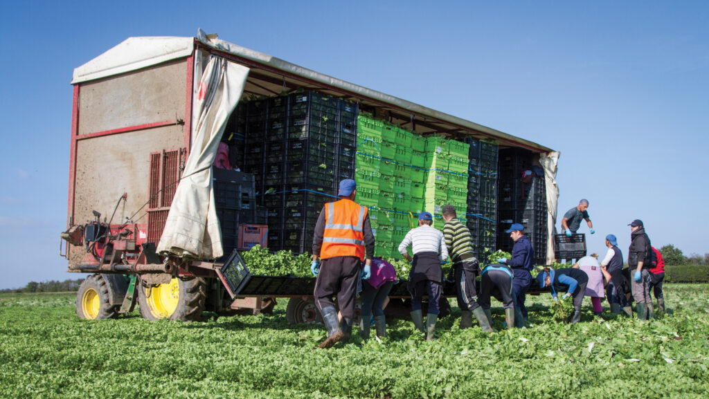 Workers harvesting lettuce in field