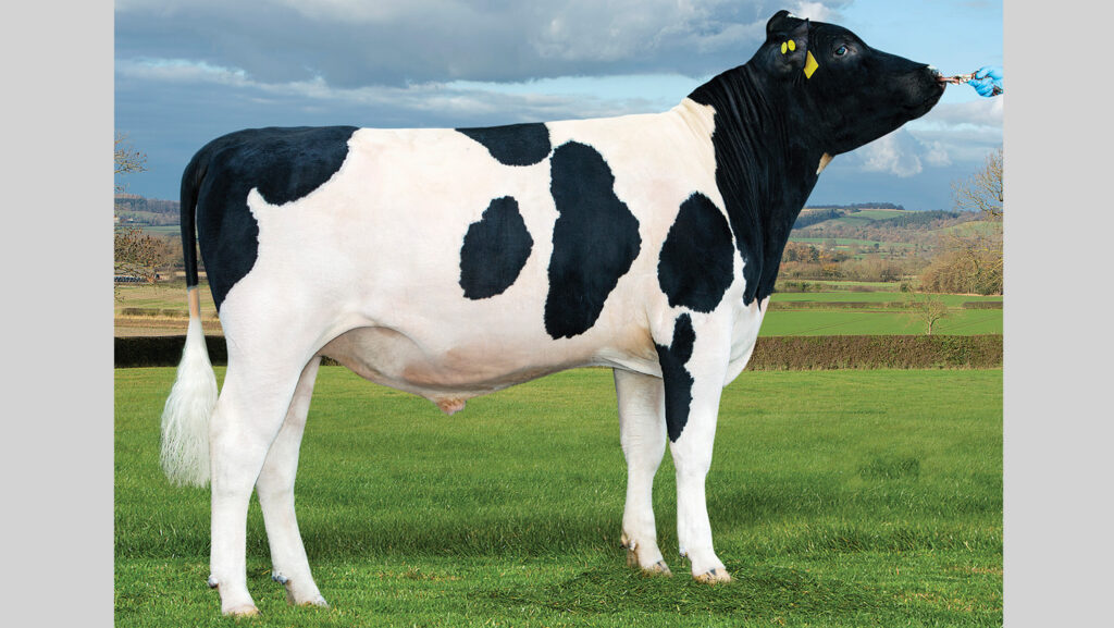 Posed photo of a bull