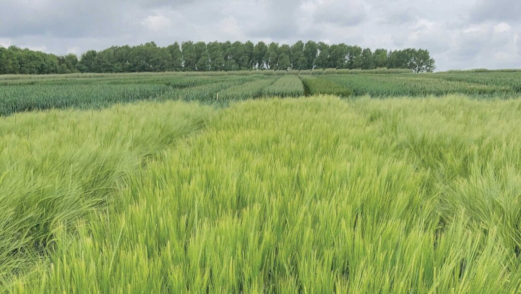 Buccaneer variety winter barley