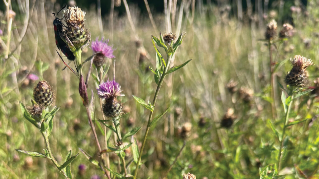 wildflowers in field