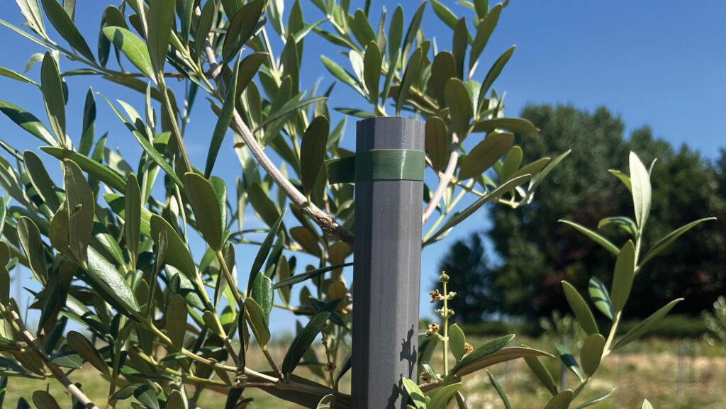 Close-up of young olive tree