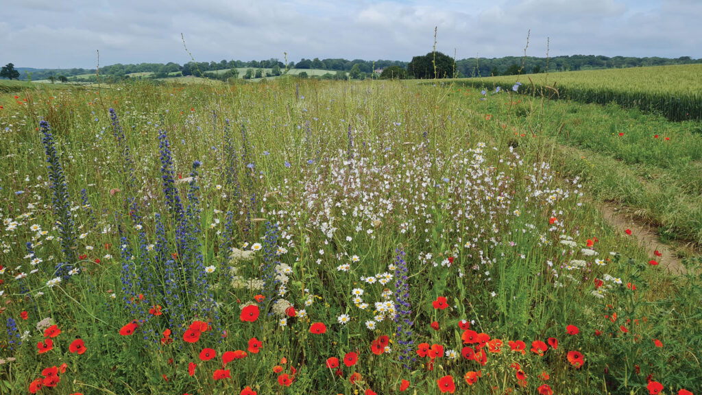 Partridge mix in field